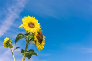 夏の空に映えるヒマワリ